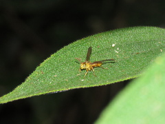 Pseudopolybia difficilis