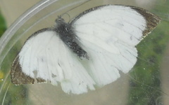 Pieris brassicae