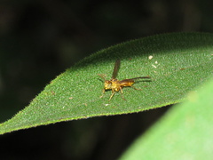 Pseudopolybia difficilis