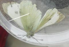 Pieris brassicae