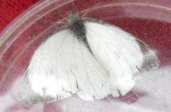 Pieris brassicae