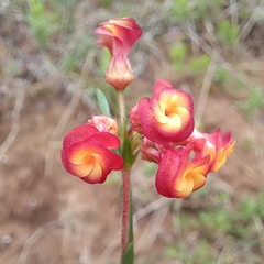 Hermannia joubertiana