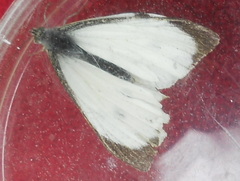 Pieris brassicae