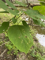 Catalpa speciosa