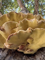 Laetiporus gilbertsonii