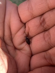 Dermestidae