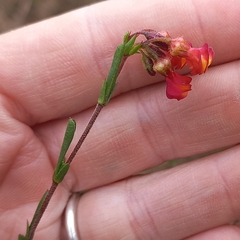 Hermannia joubertiana