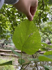 Catalpa speciosa