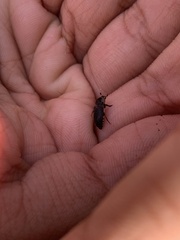 Dermestidae