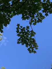 Acer nigrum