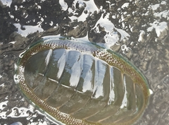 Chiton glaucus