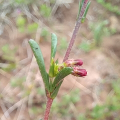 Hermannia joubertiana