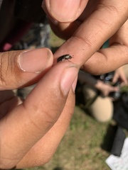 Dermestidae