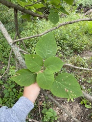 Catalpa speciosa
