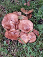 Paxillus involutus