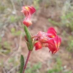 Hermannia joubertiana