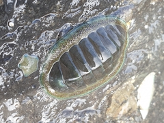 Chiton glaucus