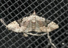 Mnesiloba eupitheciata