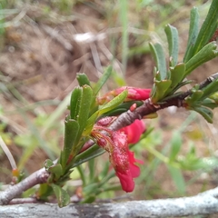 Hermannia joubertiana