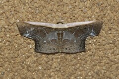 Tessarotis rubrata