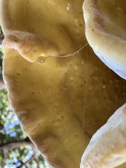 Laetiporus gilbertsonii