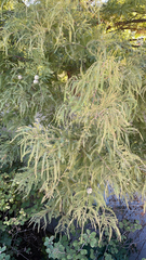 Taxodium mucronatum