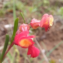 Hermannia joubertiana