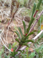 Hermannia joubertiana