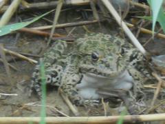 Pelophylax ridibundus