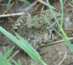 Pelophylax ridibundus