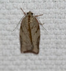 Euchaetis inceptella
