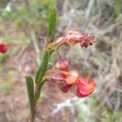 Hermannia joubertiana