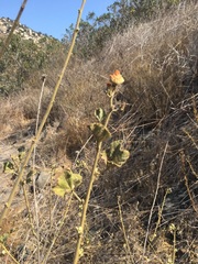 Malacothamnus densiflorus