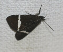 Coenotoca subaspersa