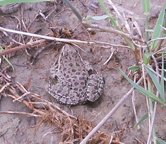 Pelophylax ridibundus