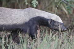 Mellivora capensis