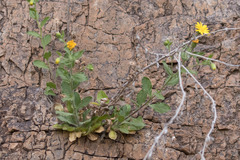 Heterotheca viscida