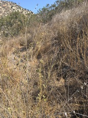 Malacothamnus densiflorus