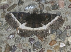 Erebus terminitincta