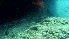 Serranus cabrilla
