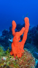 Amphimedon compressa