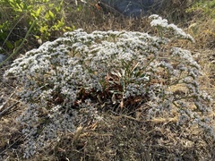 Goniolimon tataricum