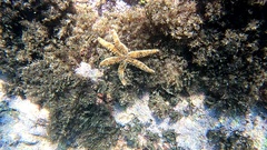 Coscinasterias tenuispina