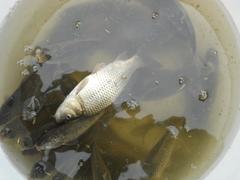 Cyprinus carpio