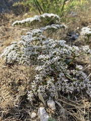 Goniolimon tataricum
