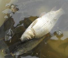 Cyprinus carpio