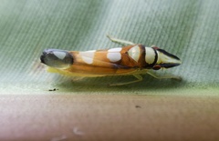 Platygonia spatulata