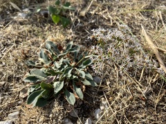 Goniolimon tataricum