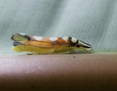 Platygonia spatulata