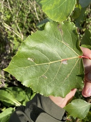 Populus × canadensis